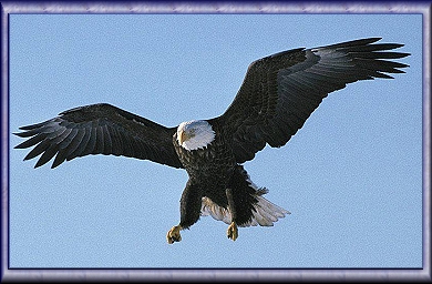 Majestic Flight Poetry by Hanoochi - www.hanoochi.com